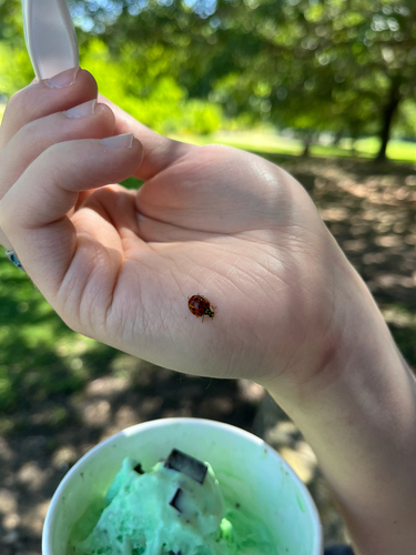 Asian Lady Beetle