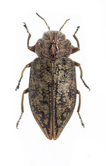 Chrysobothris scabripennis