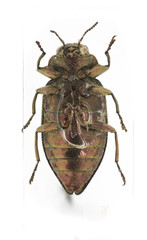 Chrysobothris scabripennis