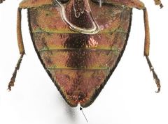 Chrysobothris scabripennis