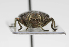Chrysobothris scabripennis