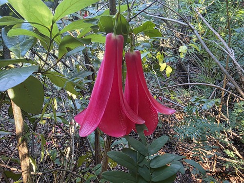 Lapageria rosea, photograph 5