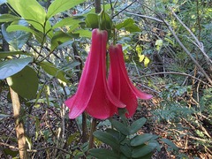 Lapageria rosea, photograph (c) Cesar Ormazabal, some rights reserved (CC BY)