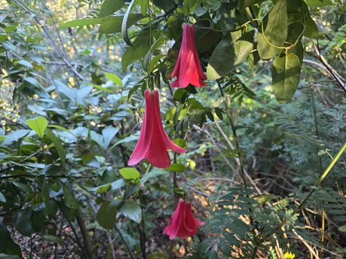 Lapageria rosea, photograph 6