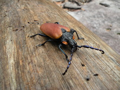 Oropyrodes maculicollis