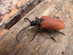 Oropyrodes maculicollis