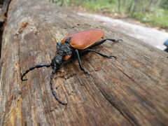 Oropyrodes maculicollis