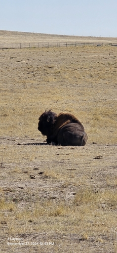 American Bison photographed in Colorado