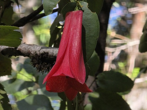 Lapageria rosea, photograph 3