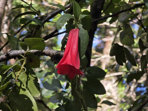 Lapageria rosea, photograph 4
