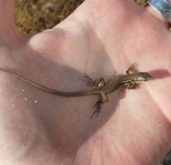 Podarcis siculus