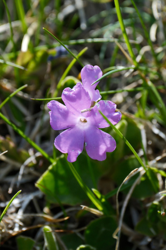Primula glaucescens, photograph 5