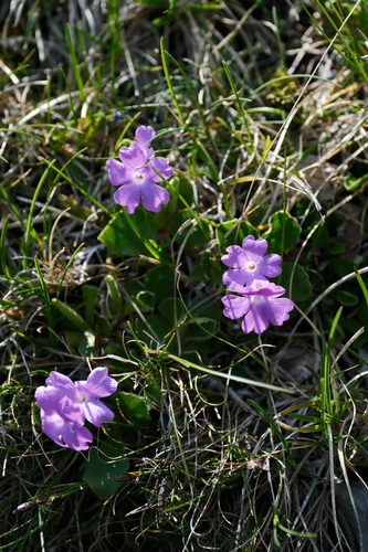 Primula glaucescens, photograph 6