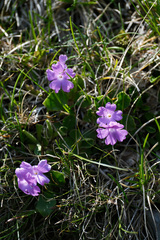 Primula glaucescens, photograph (c) Yi CHEN, some rights reserved (CC BY)