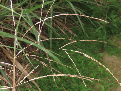 Miscanthus floridulus, photograph 6