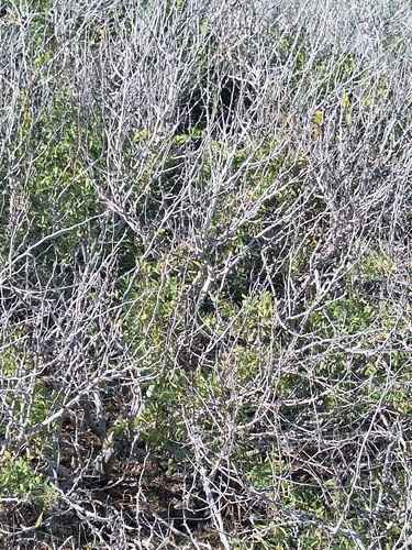 Desert Ironwood