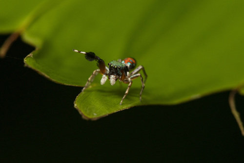Jade Jumping Spider