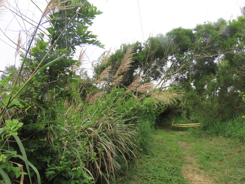 Miscanthus floridulus, photograph 5