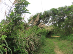 (c) chiuluan, some rights reserved (CC BY) Miscanthus floridulus, photograph (c) chiuluan, some rights reserved (CC BY)