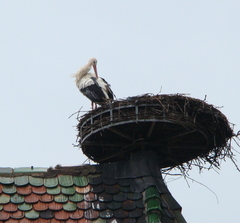 Ciconia ciconia