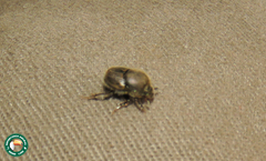 Onthophagus