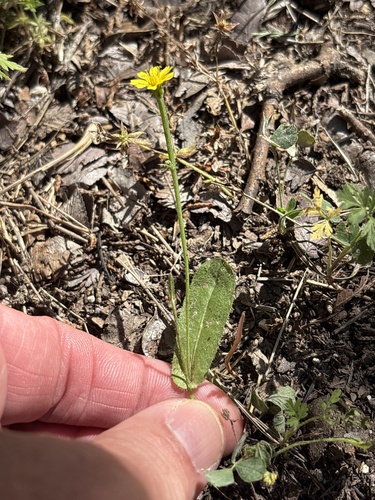 Crepis zacintha