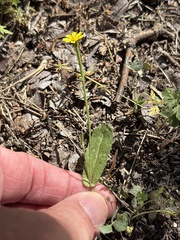 Crepis zacintha
