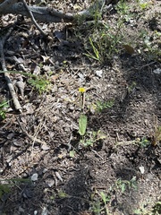 Crepis zacintha, photograph (c) Sam Kieschnick, some rights reserved (CC BY)
