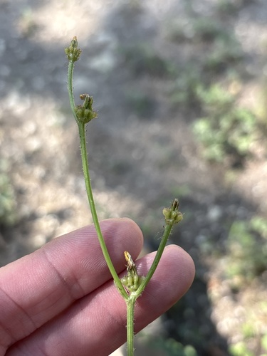 Crepis zacintha, photograph 3