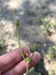Crepis zacintha, photograph (c) Sam Kieschnick, some rights reserved (CC BY)
