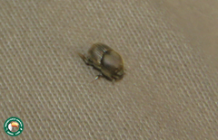 Onthophagus
