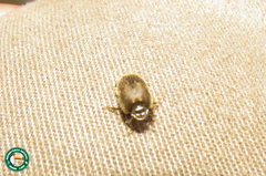 Onthophagus