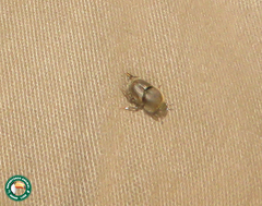 Onthophagus