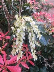 Pieris