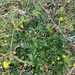 Divided Cinquefoil - Photo (c) Nannie, some rights reserved (CC BY-NC-ND), uploaded by Nannie