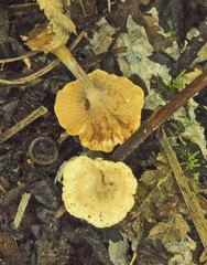 Clitocybe phyllophila