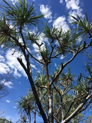 Pandanus cookii
