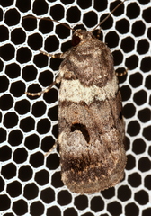 Thoracolopha flexirena