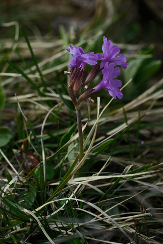 Primula glaucescens, photograph 3