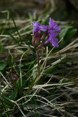 (c) Yi CHEN, some rights reserved (CC BY) Primula glaucescens, photograph (c) Yi CHEN, some rights reserved (CC BY)