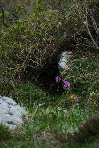 Primula glaucescens, photograph 4
