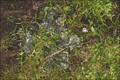 Peltigera dolichorhiza