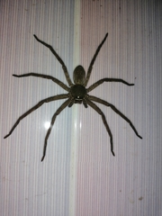 Heteropoda venatoria