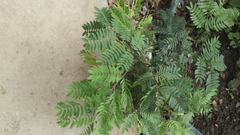 Leucaena