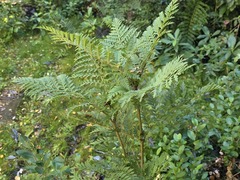 Lomatia ferruginea, photograph (c) Cesar Ormazabal, some rights reserved (CC BY)