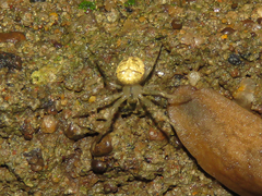 Pararaneus