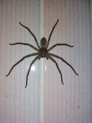 Heteropoda venatoria