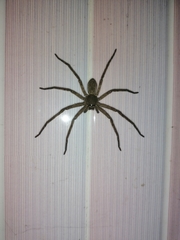 Heteropoda venatoria
