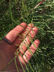 Grevillea dryandri