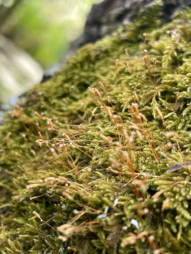 Jochenia pallescens observed 2026-05-14